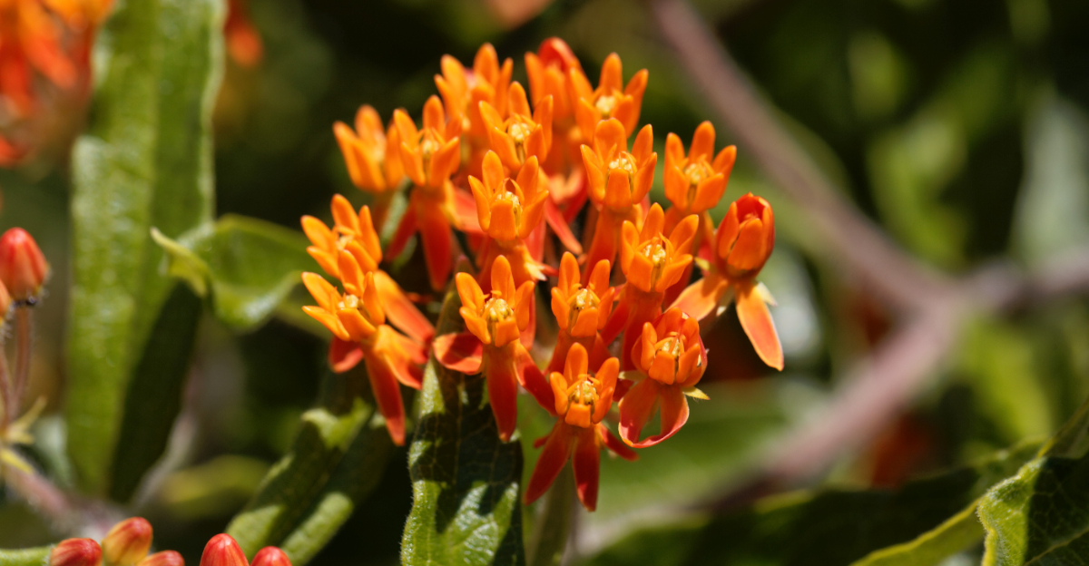 butterfly weed