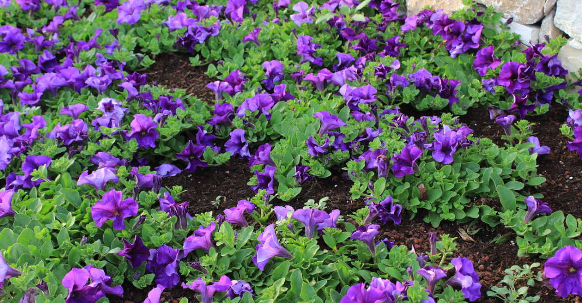 common violet
