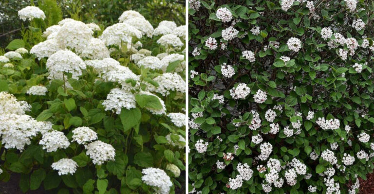 Why Michigan Gardeners Are Ripping Out Their Boxwood And What They’re Planting Instead