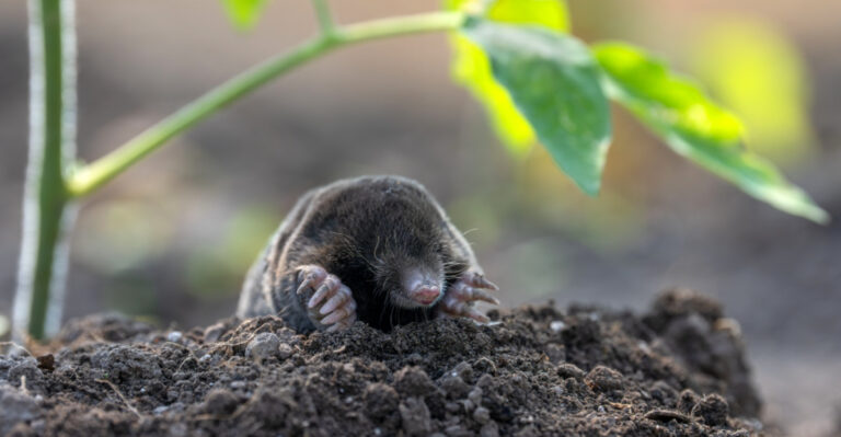 Why Michigan Gardeners Get Moles In Spring And How To Stop Them