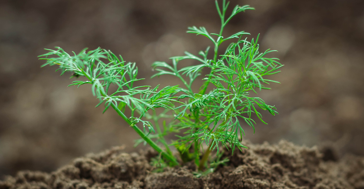 dill planting