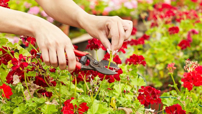 Why Michigan Gardeners Should Never Crowd Geraniums Together