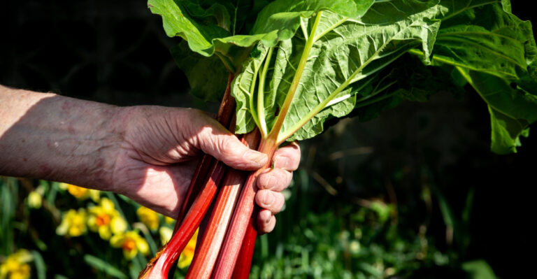 hand holding rhubarb