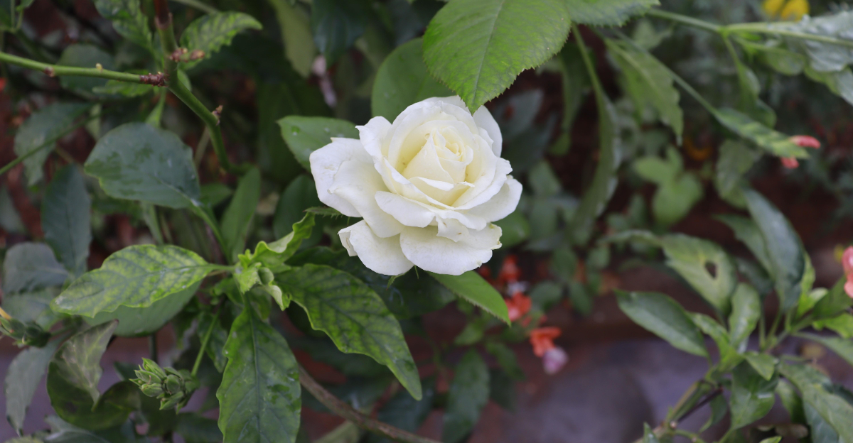 white rose