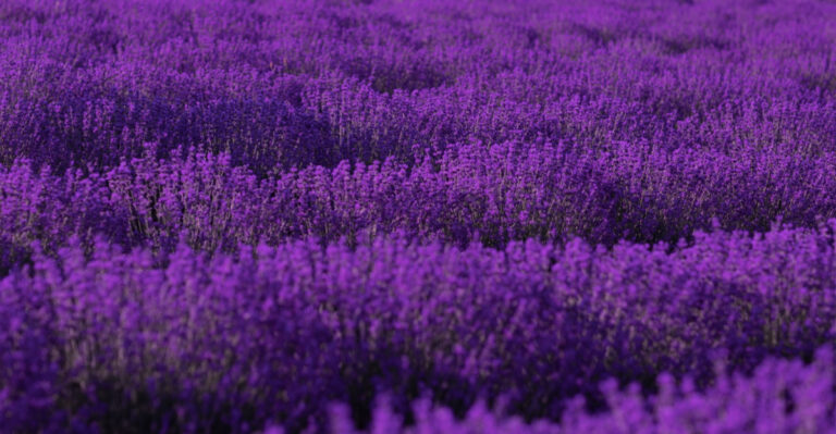 Why Minnesota Lavender Struggles Every Summer And What Successful Gardeners Do About It
