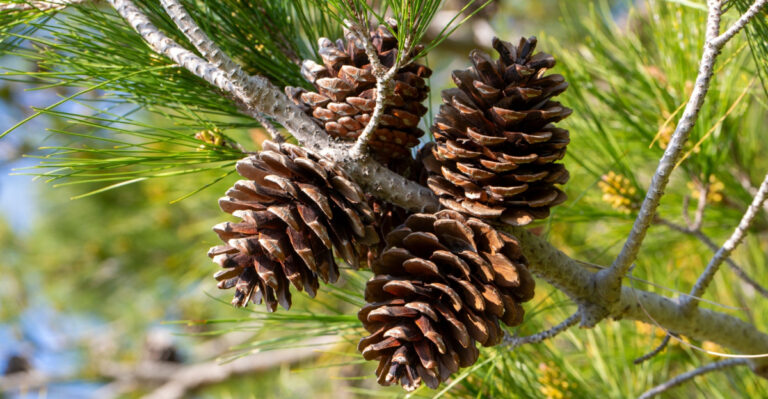 Why Missouri Gardeners Bury Pine Cones Instead Of Throwing Them Away