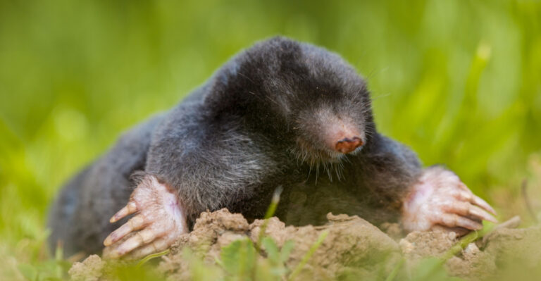 Why Moles Invade Washington Lawns Every Spring (And What’s Really Going On Underground)
