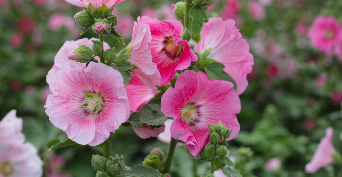 Hollyhocks (featured image)