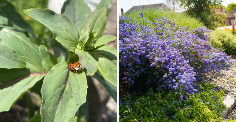 Why More California Gardeners Are Turning Their Yards Into Native Habitat Havens