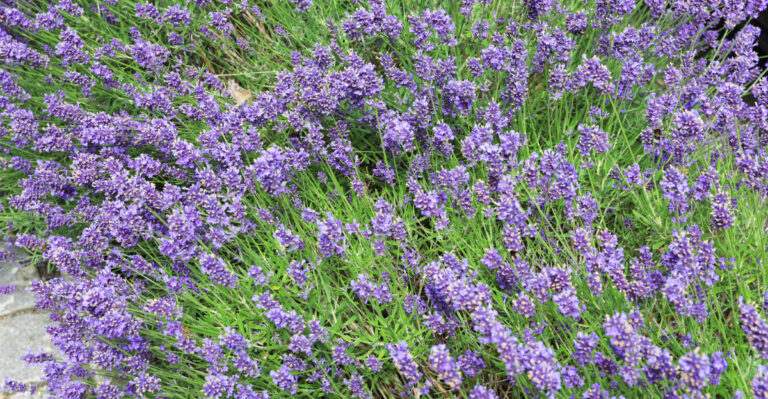 Lavender (featured image)
