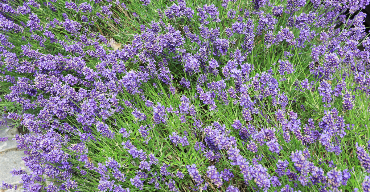 Lavender (featured image)