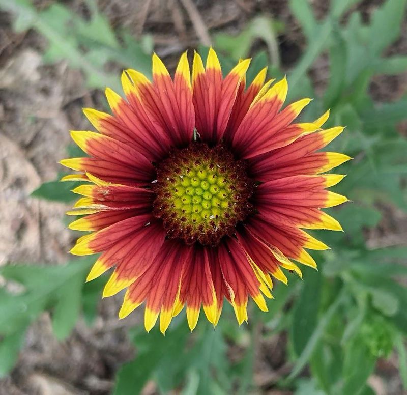 Why More Oregon Gardeners Should Grow It Why More Oregon Gardeners Should Grow It