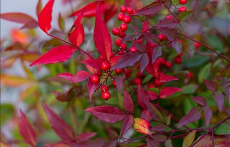 Why Nandina Is Also An Invasive Threat