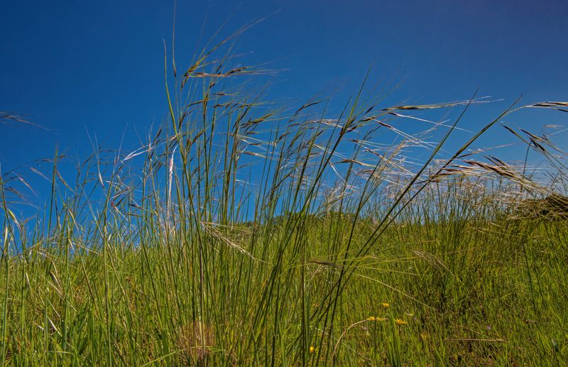 Why Native Grasses Help Reduce Weed Pressure Over Time