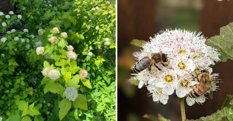 Why Native Ninebark Is One Of Michigan’s Fastest-Growing Shrubs