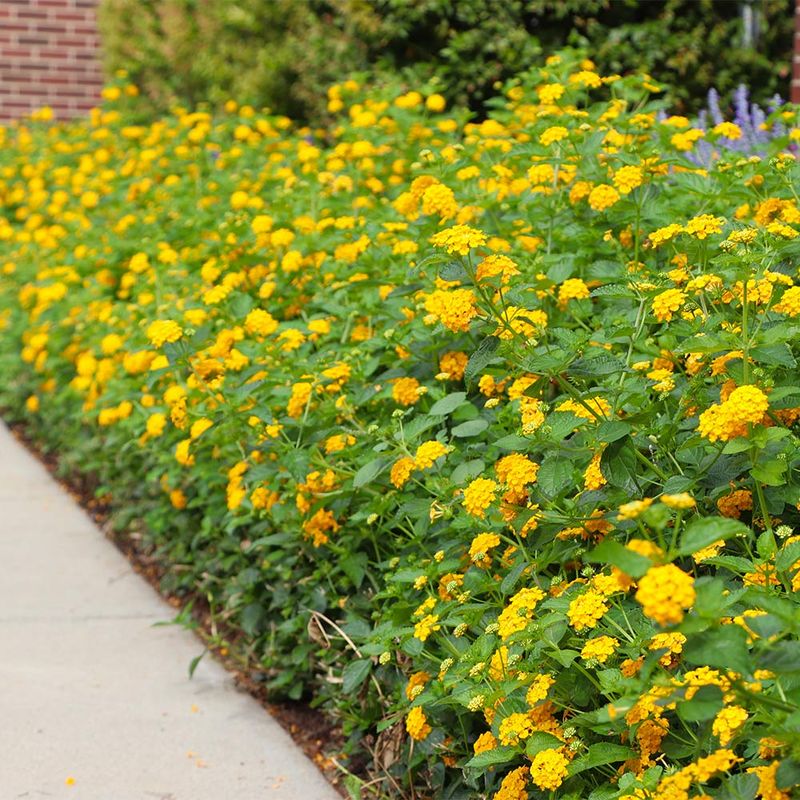 Why New Gold Lantana Is So Easy To Grow Why New Gold Lantana Is So Easy To Grow