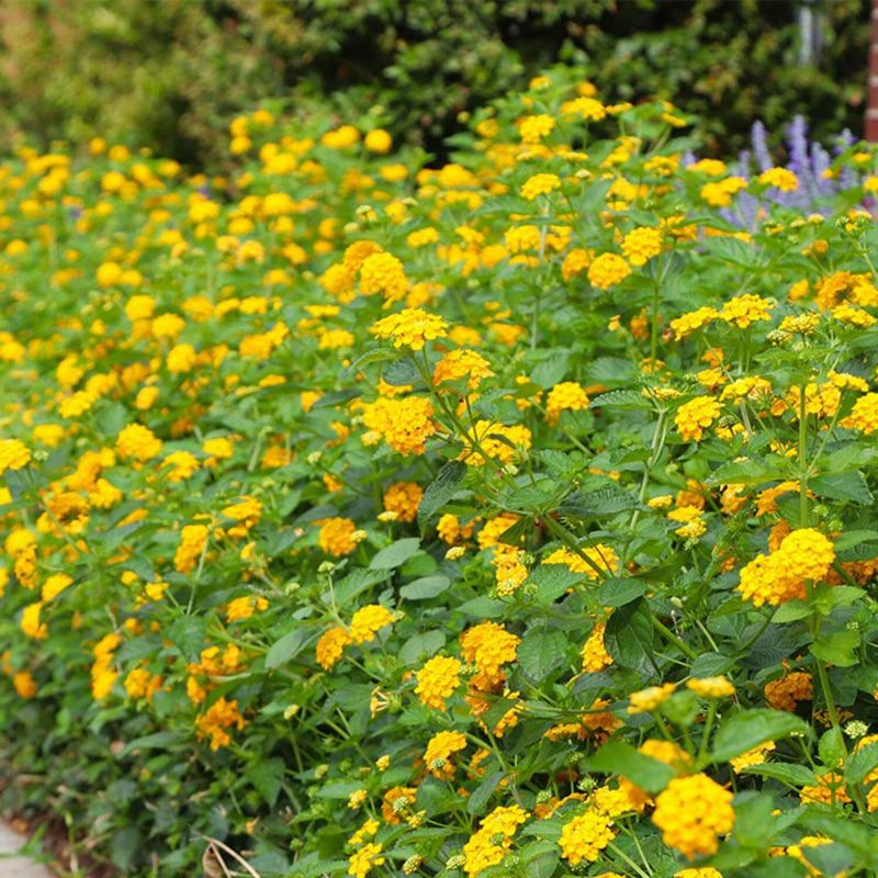 Why New Gold Lantana Works So Well In Texas Beds Why New Gold Lantana Works So Well In Texas Beds