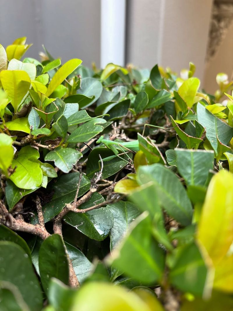 Why New Growth Looks Cupped Why New Growth Looks Cupped