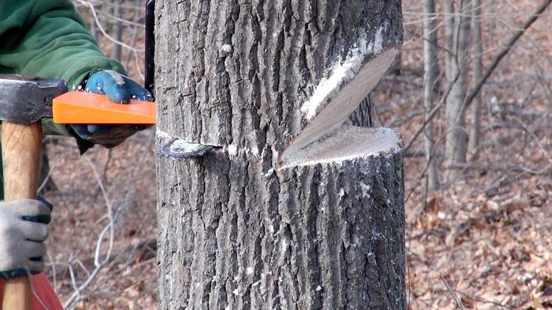 A worker cutting down a tree
