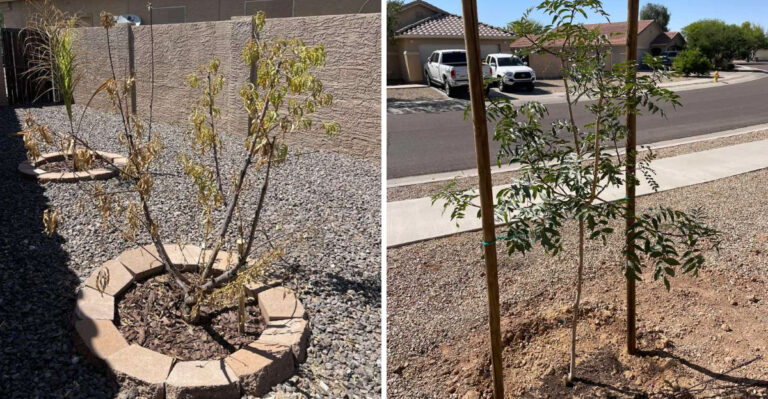Why Newly Planted Trees Struggle In May In Arizona And How To Help Them
