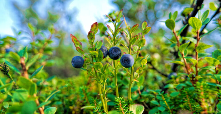 weak blueberries