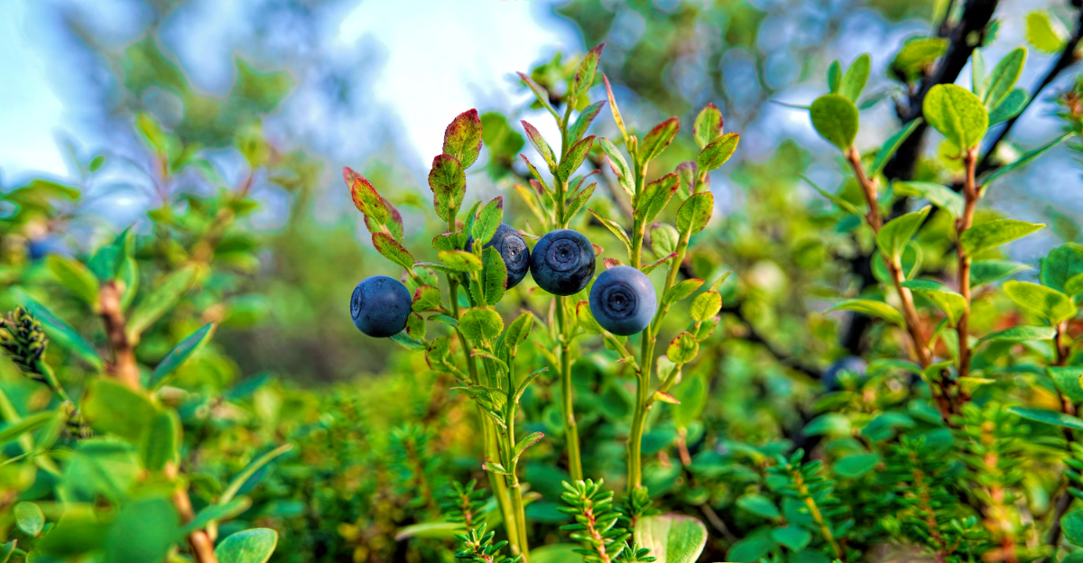 weak blueberries