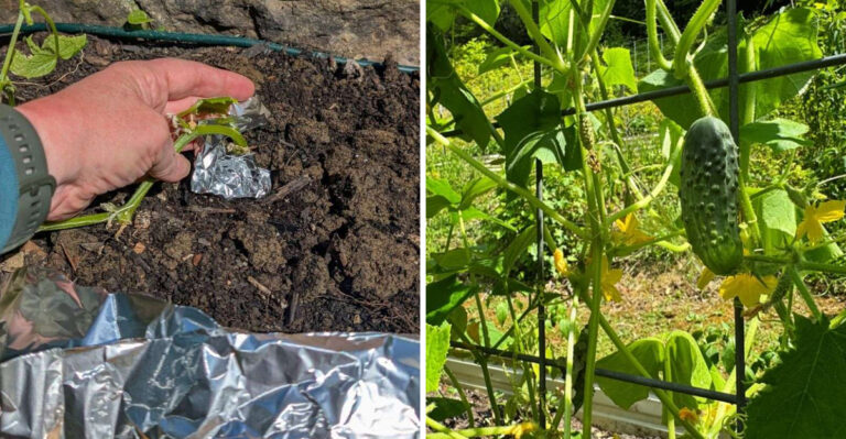 Why North Carolina Gardeners Are Wrapping Their Cucumber Stems In Aluminum Foil