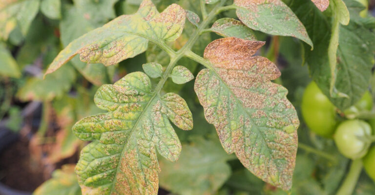 thrip damage on tomato