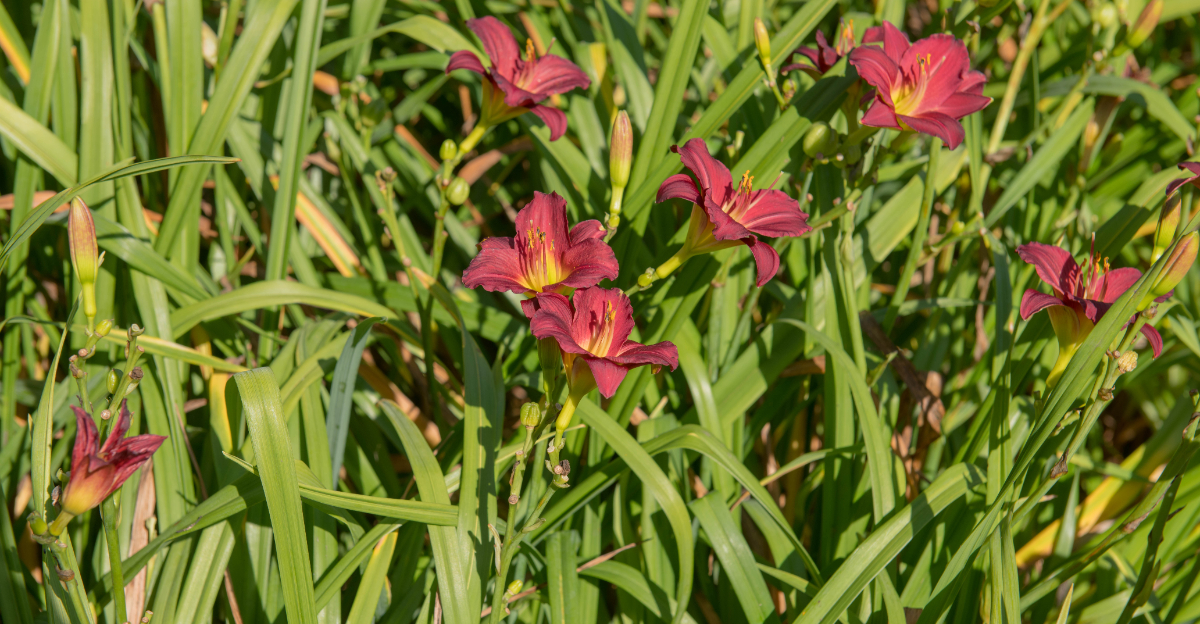 crowded daylilies