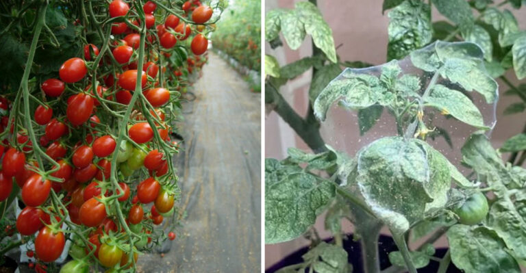Why North Carolina Tomato Leaves Curl In Summer (And How To Fix It)