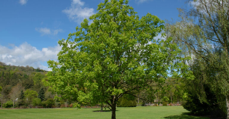 Why Ohio Buckeye Trees May Show Lace Bug Damage Earlier Than Gardeners Expect