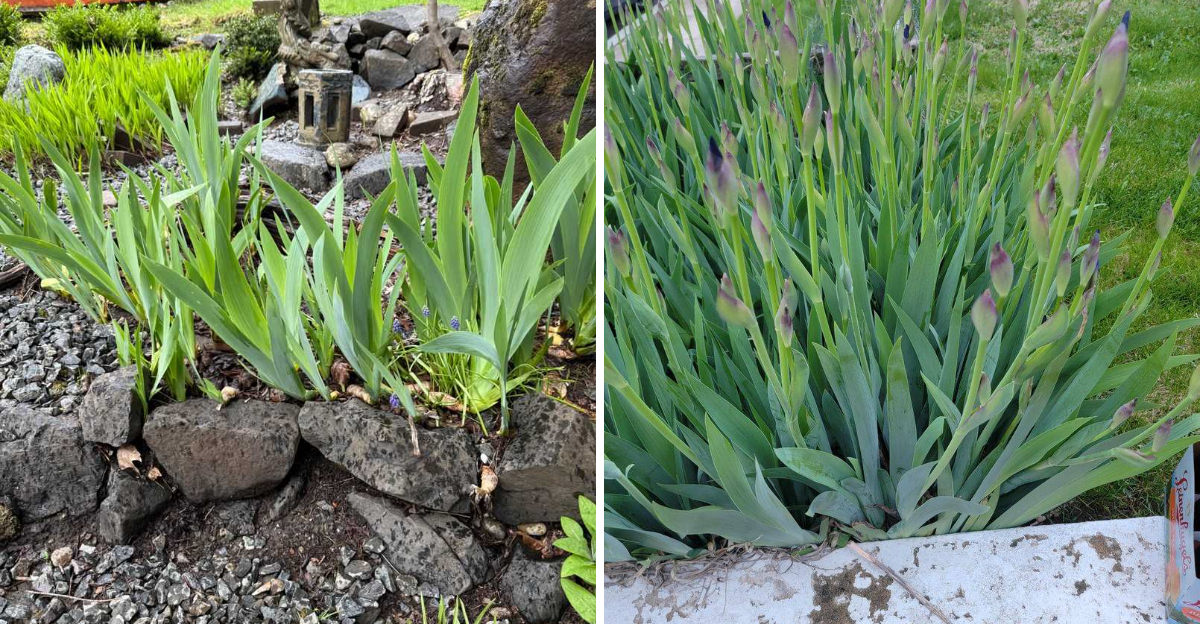 iris