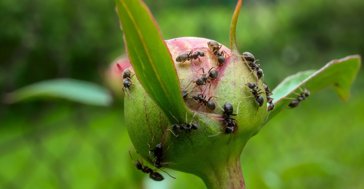 ants on peony bud
