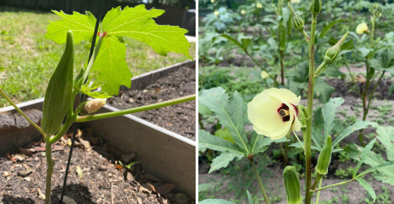 Why Okra Loves The Brutal Heat Of A North Carolina Summer