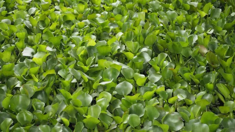 Why One Floating Plant Can Turn Into A Waterway Mess