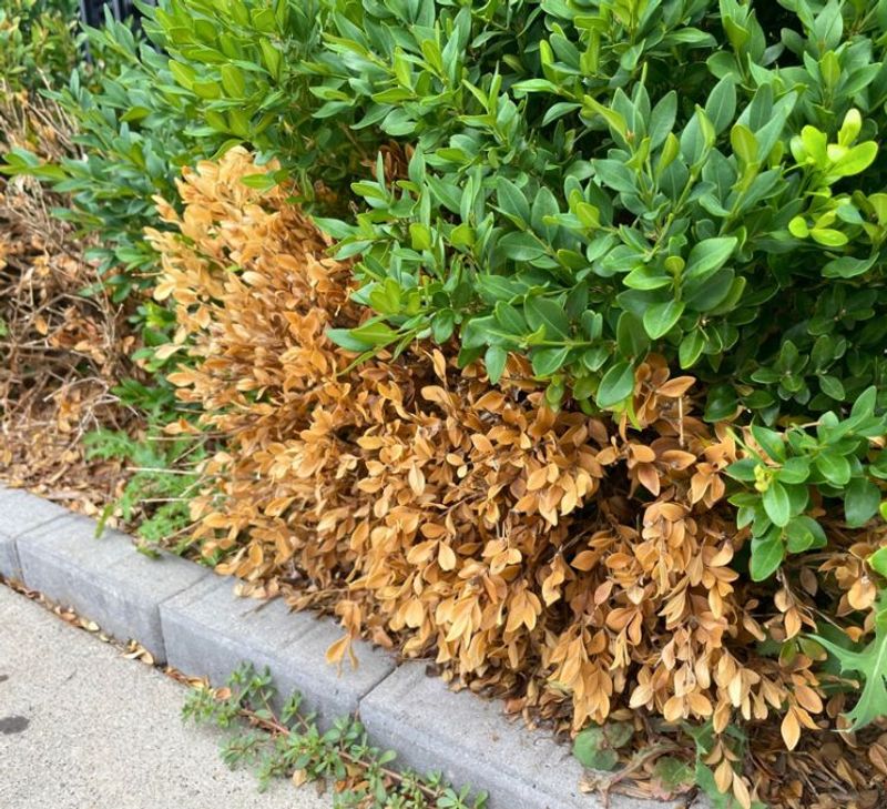 Why Oregon Boxwoods Get Hit Why Oregon Boxwoods Get Hit