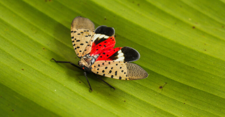 Why Oregon Gardeners Are Watching For This Insect More Than Ever This Season