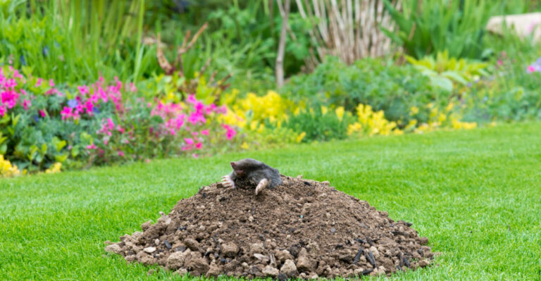 Why Oregon Gardeners Get Moles In Spring And How To Stop The Damage