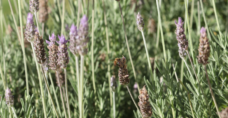 Why Oregon Gardeners Ruin Lavender And What To Do Instead