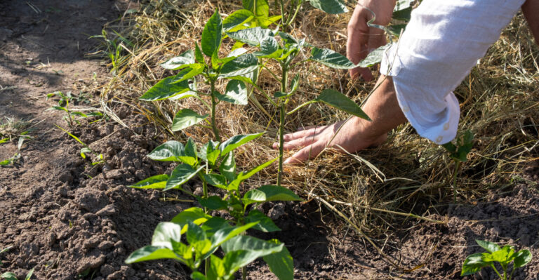 Why Oregon Gardeners Should Never Mulch Too Early In The Season