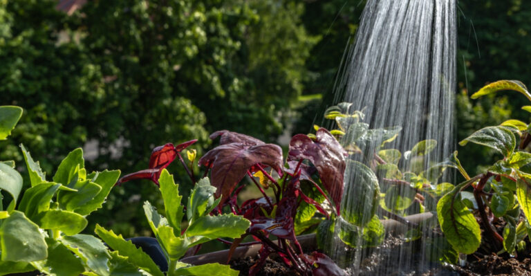Why Overwatering Becomes A Bigger Problem For Florida Gardens In Spring
