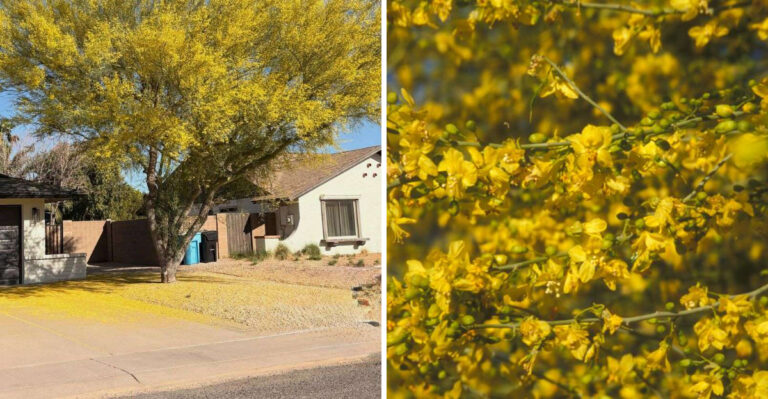 Why Palo Verde Trees Drop Yellow Flowers All Over Arizona Yards In May