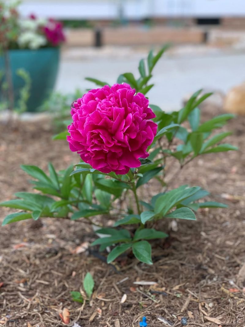 Why Peonies Stop Blooming When They Are Buried Too Deeply