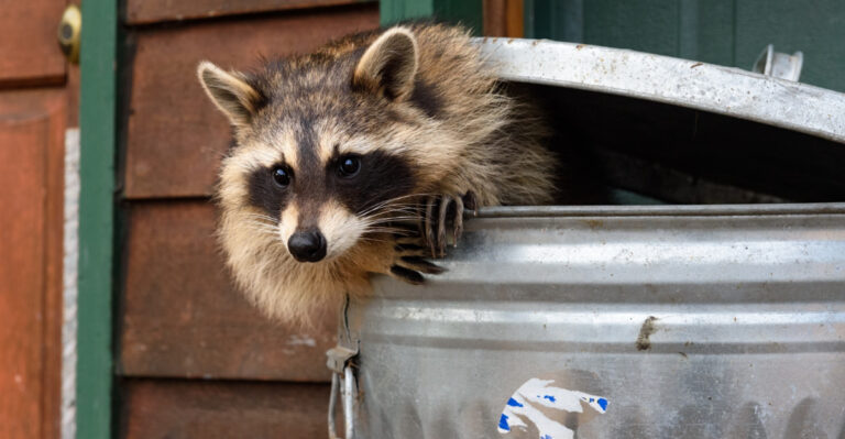 Why Raccoons Are Visiting Your Illinois Yard And What To Do About It