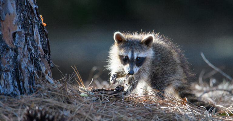 Why Raccoons Visit Virginia Yards After Dark And What Actually Stops Them