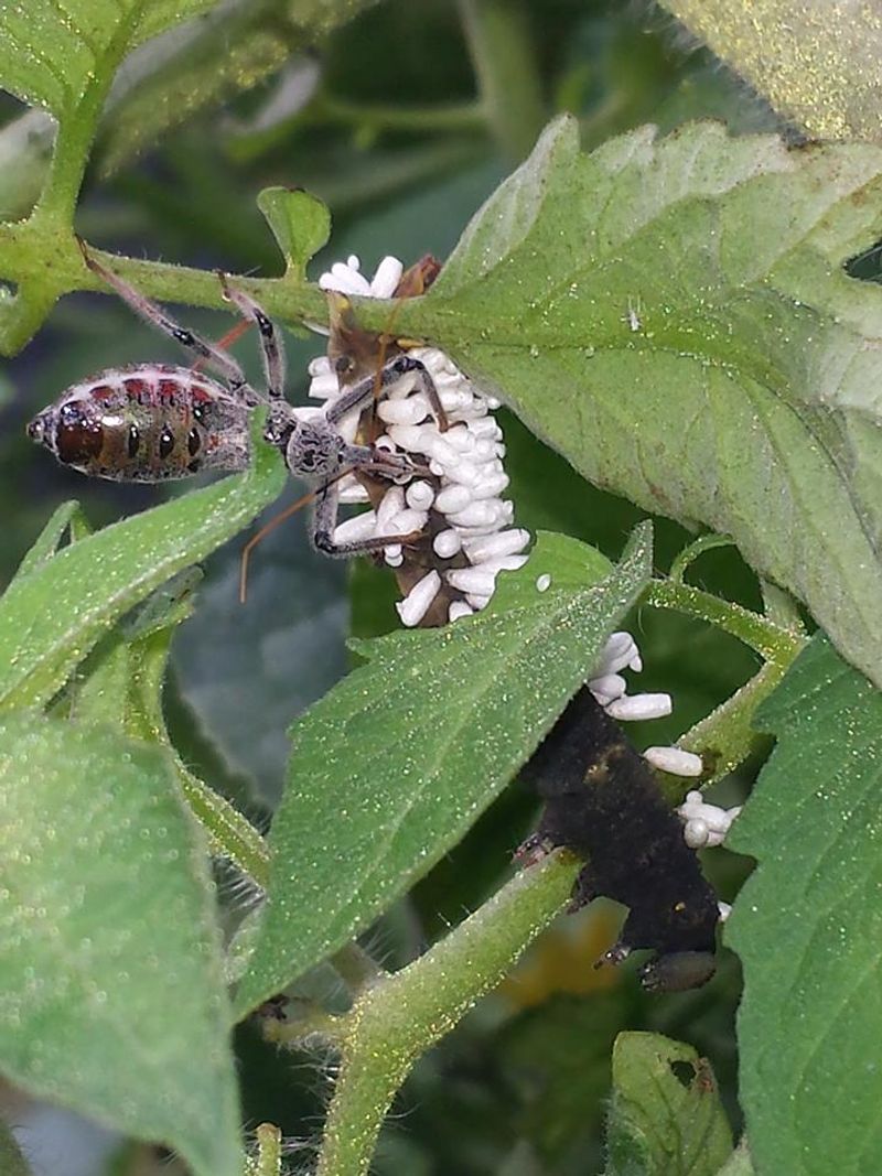 Wheel bug feeding on an insect