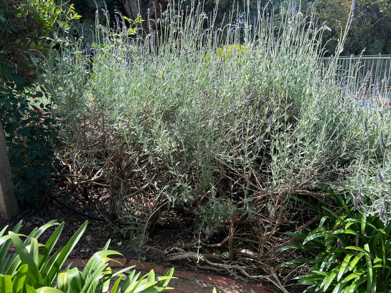 Why Rich Soil Backfires