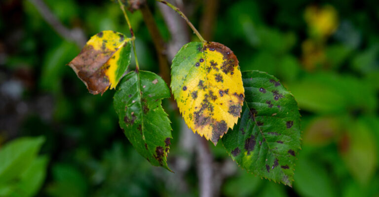 Why Rose Leaves Turn Yellow In June In California And How To Fix It