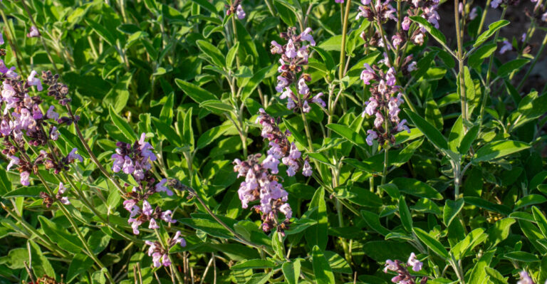 sage plant (featured image)