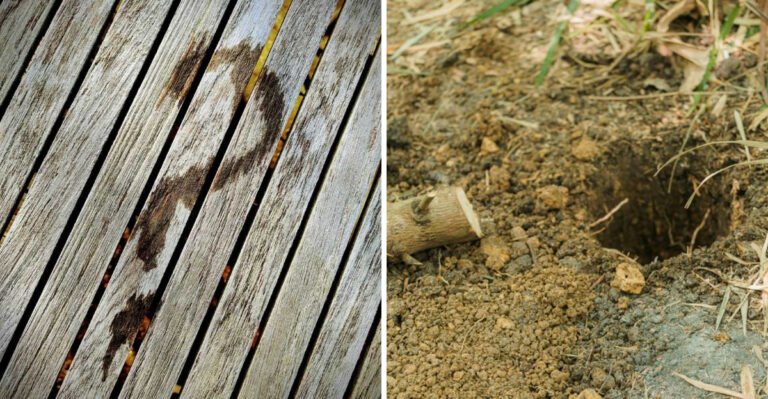 Why Skunks Love New Jersey Yards And How To Keep Them Away